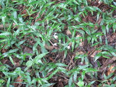 Rhinacanthus gracilis gracilis