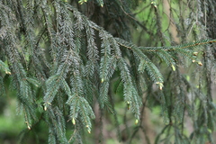 Picea abies