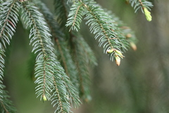 Picea abies
