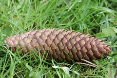 Picea abies