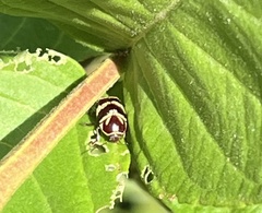 Cryptocephalus trizonatus