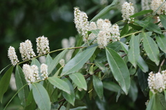 Prunus laurocerasus