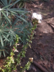 Oxylobus arbutifolius
