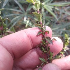 Oxylobus arbutifolius
