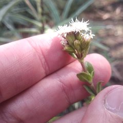 Oxylobus arbutifolius