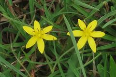 Hypoxis setosa
