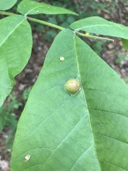 Phylloxera caryaescissa
