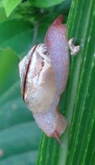 Kerkophorus vitalis