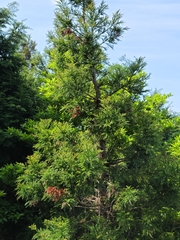 Chamaecyparis obtusa