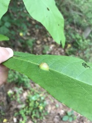 Phylloxera caryaescissa