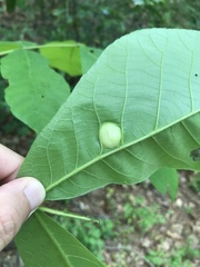 Phylloxera caryaescissa