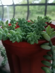 Sedum burrito