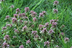 Lamium purpureum