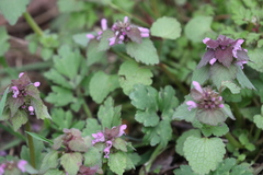 Lamium purpureum