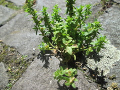 Veronica arvensis