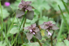 Lamium purpureum