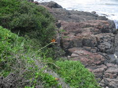 Strelitzia reginae reginae