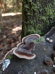 Trametes versicolor