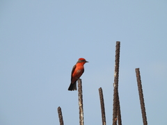 Pyrocephalus rubinus mexicanus