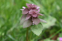 Lamium purpureum