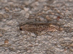 Epiblema minutana
