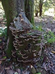 Trametes versicolor