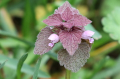 Lamium purpureum