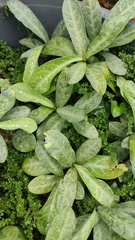 Breynia spatulifolia
