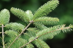 Picea sitchensis