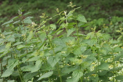 Urtica dioica