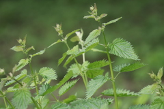 Urtica dioica