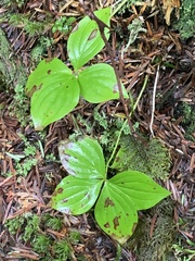 Cornus unalaschkensis