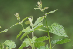 Urtica dioica