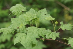 Rubus parviflorus
