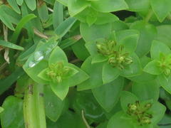 Crassula pellucida pellucida