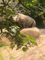 Rhinocerotidae