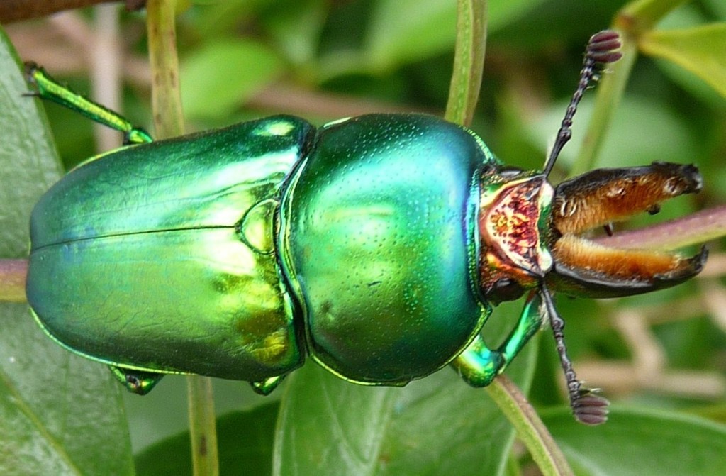 Golden Stag Beetle