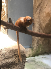 Leontopithecus