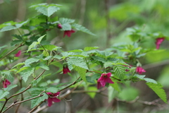 Rubus spectabilis