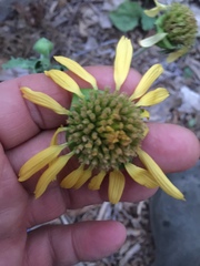 Tetragonotheca repanda