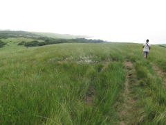 Melinis repens repens