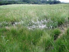 Melinis repens repens