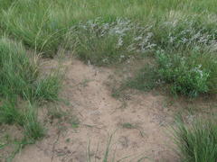 Melinis repens repens