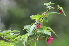 Rubus spectabilis