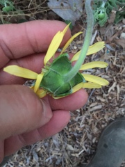 Tetragonotheca repanda