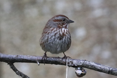 Melospiza melodia