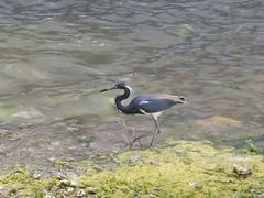 Egretta tricolor image