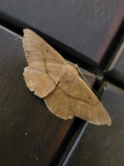 Chorodna ochreimacula