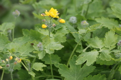 Chelidonium majus