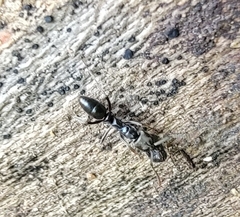 Brachyponera chinensis